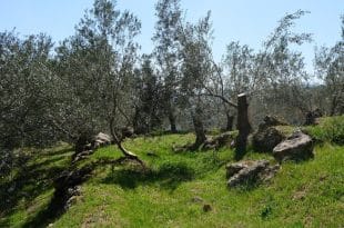 Gemlik ve Orhangazi Civarında Satılık Arazi ve Zeytinlikler