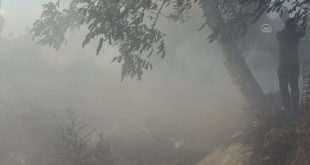 Bursa'nın Gemlik ilçesindeki makilik alanda çıkan yangın kontrol altına alındı