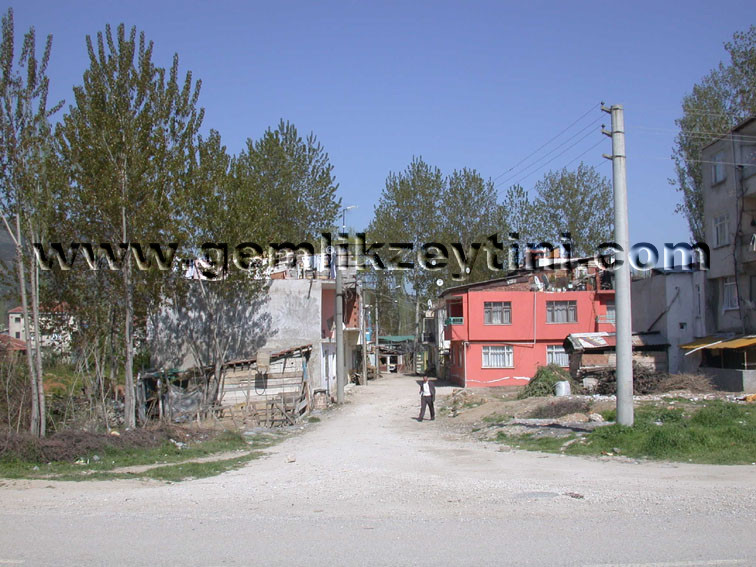 guldur guldur