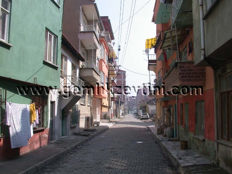 kavakli kavakli