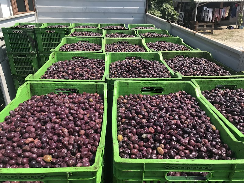 Göktaylar zeytin zeytinyağı toptan satış – Gemlik