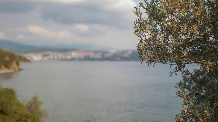 Gemlik Zeytini ve Zeytinyağı – Gemlik